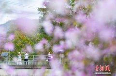 香港盛开宫粉羊蹄甲 引市民游客赏春色