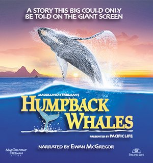Humpback Whales 